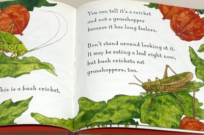 画像1: Are You a Grasshopper?（あなたはバッタですか？）◇バッタの生活サイクルや行動について学ぶことができる絵本